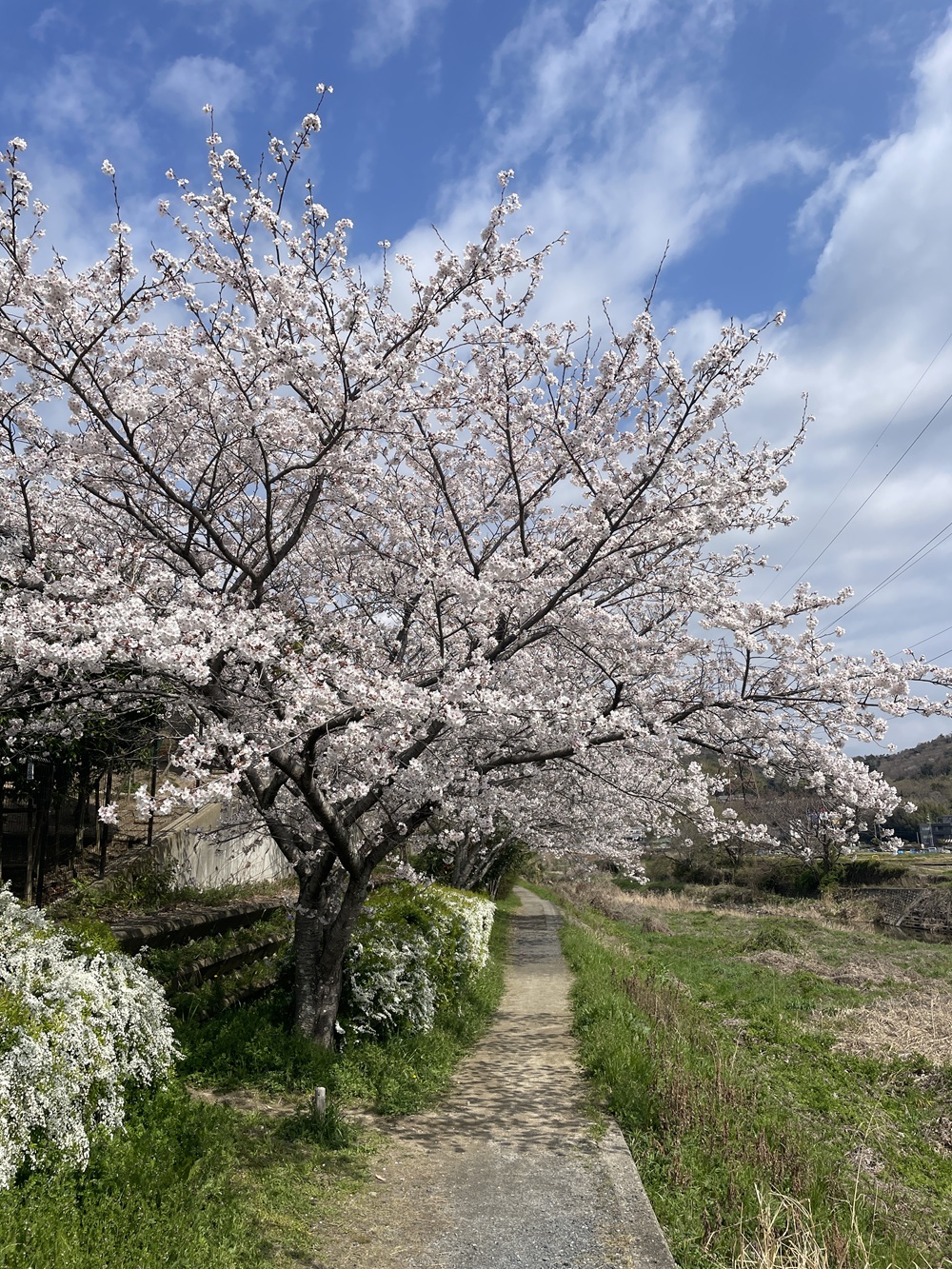 芥川清水緑道の桜 | 成和 公式サイト 大阪府高槻市・羽曳野市・奈良県